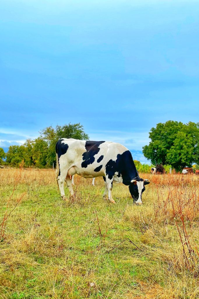 cow lover gifts cow photo in a field in the sun